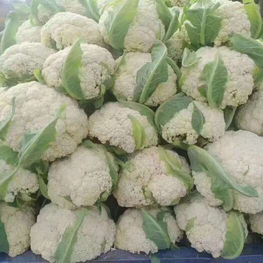 沽源县精品有机花