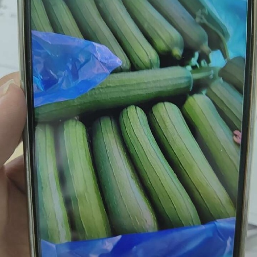 泰州5月新育苗香丝瓜大量上线