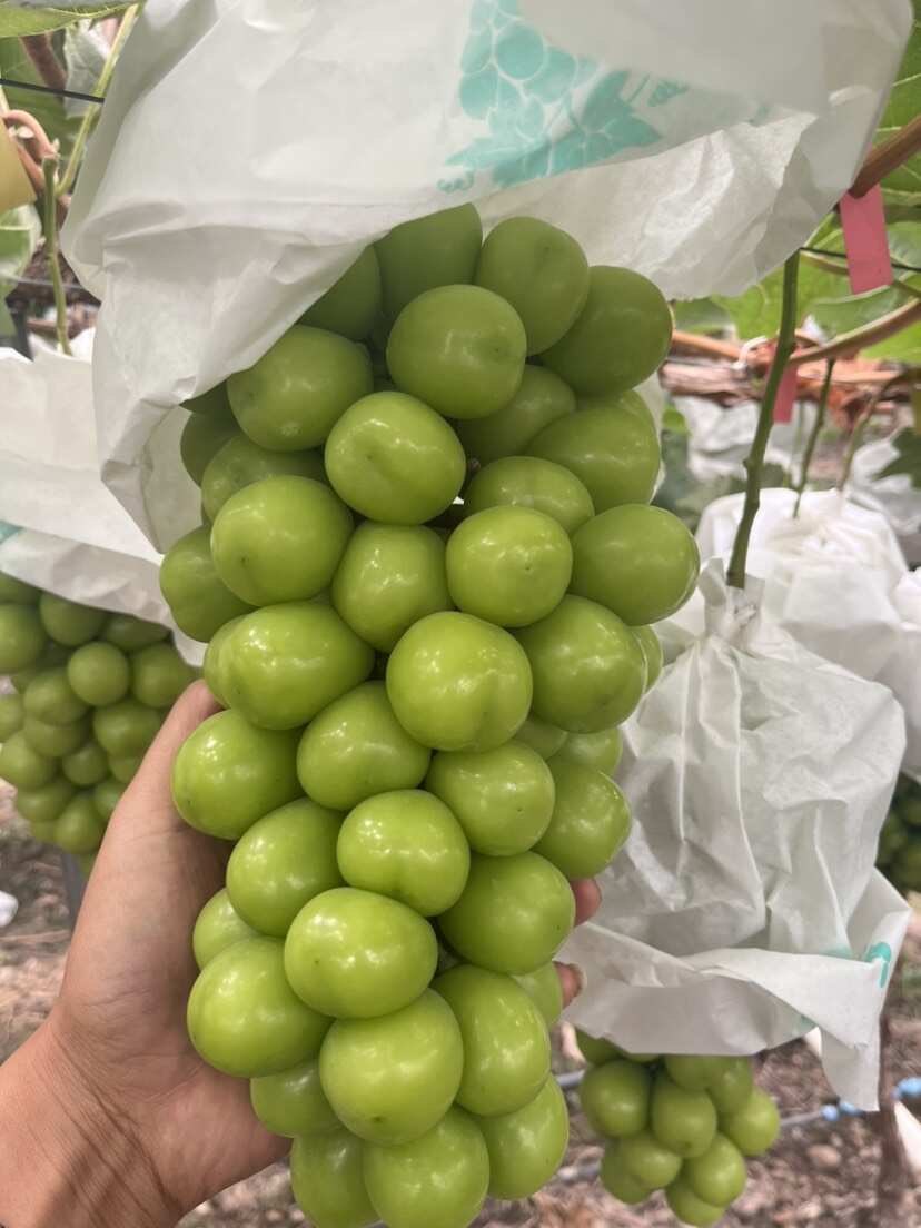 西昌阳光玫瑰葡萄