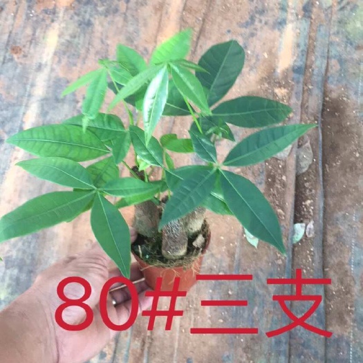 发财树80#三支3.4元
