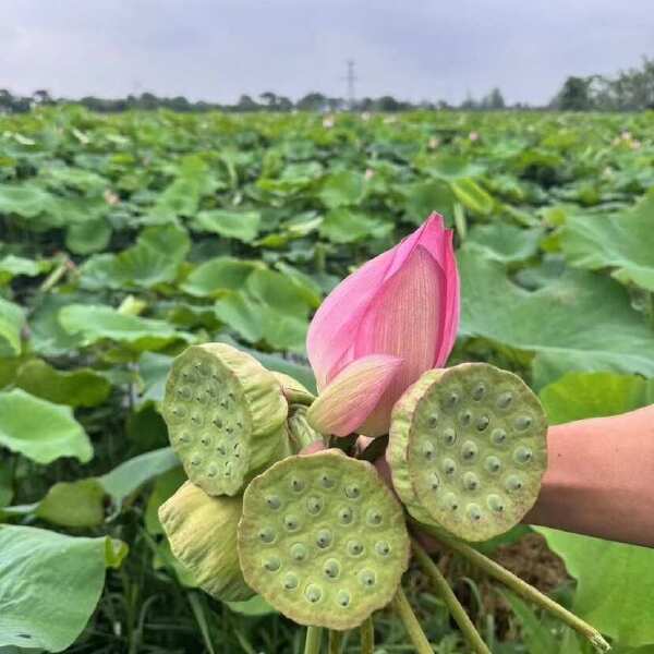 【产地直发】洪湖莲蓬莲蓬米批发现摘现发新鲜发货，支持一件起批