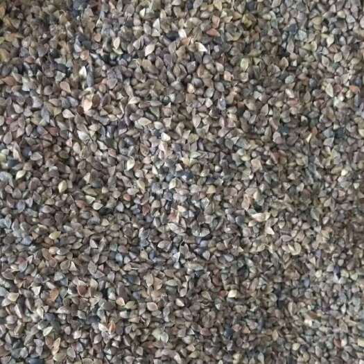 计划种1万亩甜荞麦，产量800吨，欢迎有想法的老板打扰