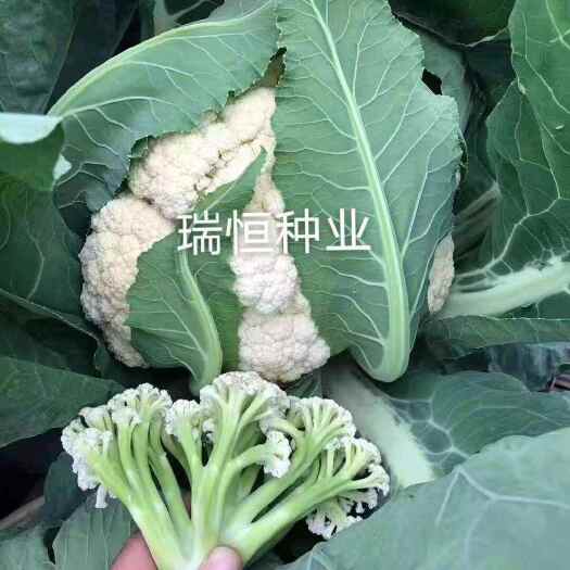 菜花苗，花菜苗，有机青梗散花菜苗
