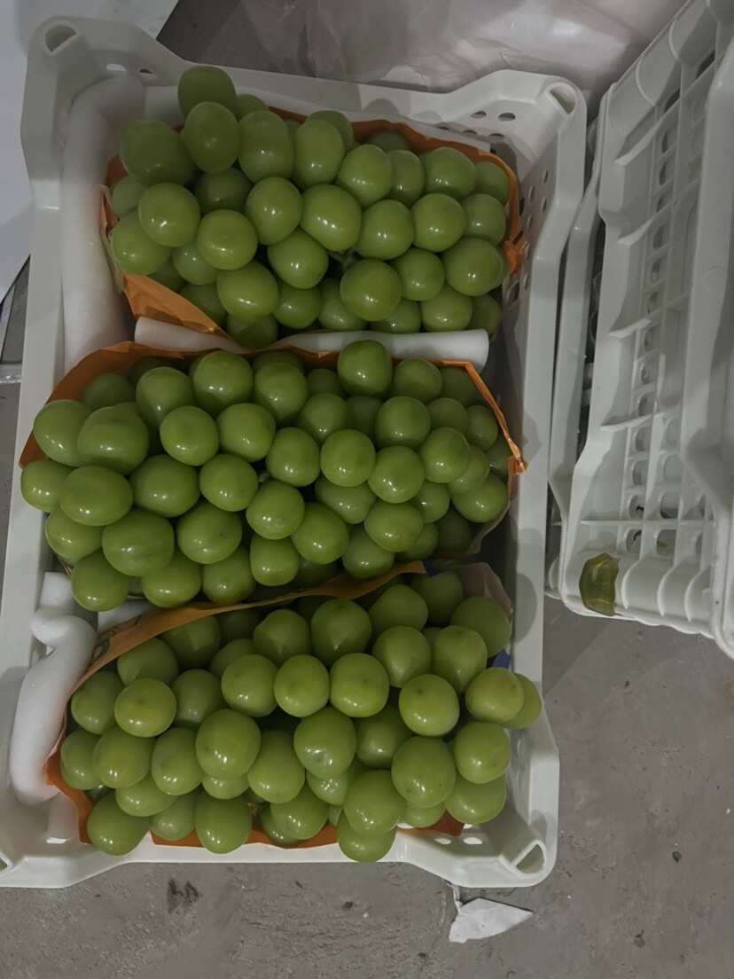 西昌阳光玫瑰葡萄