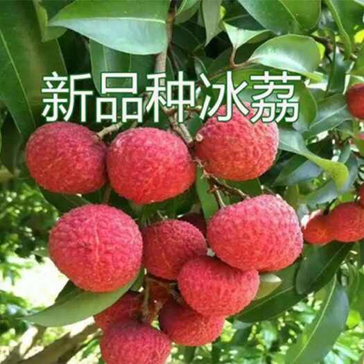 灵山县冰荔荔枝苗广西灵山发货品种对版