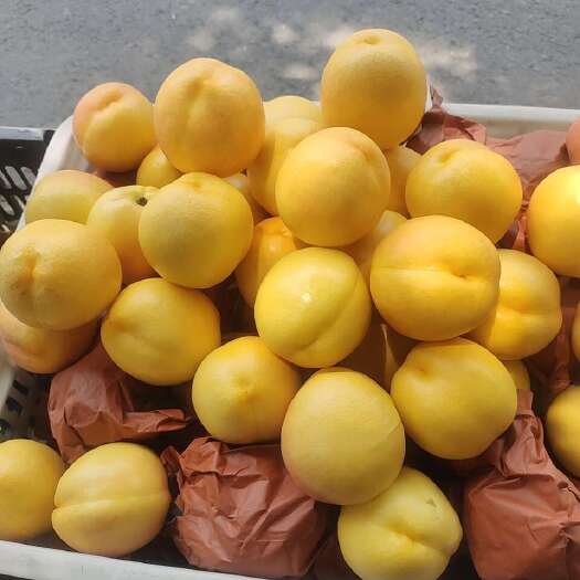  中油油桃