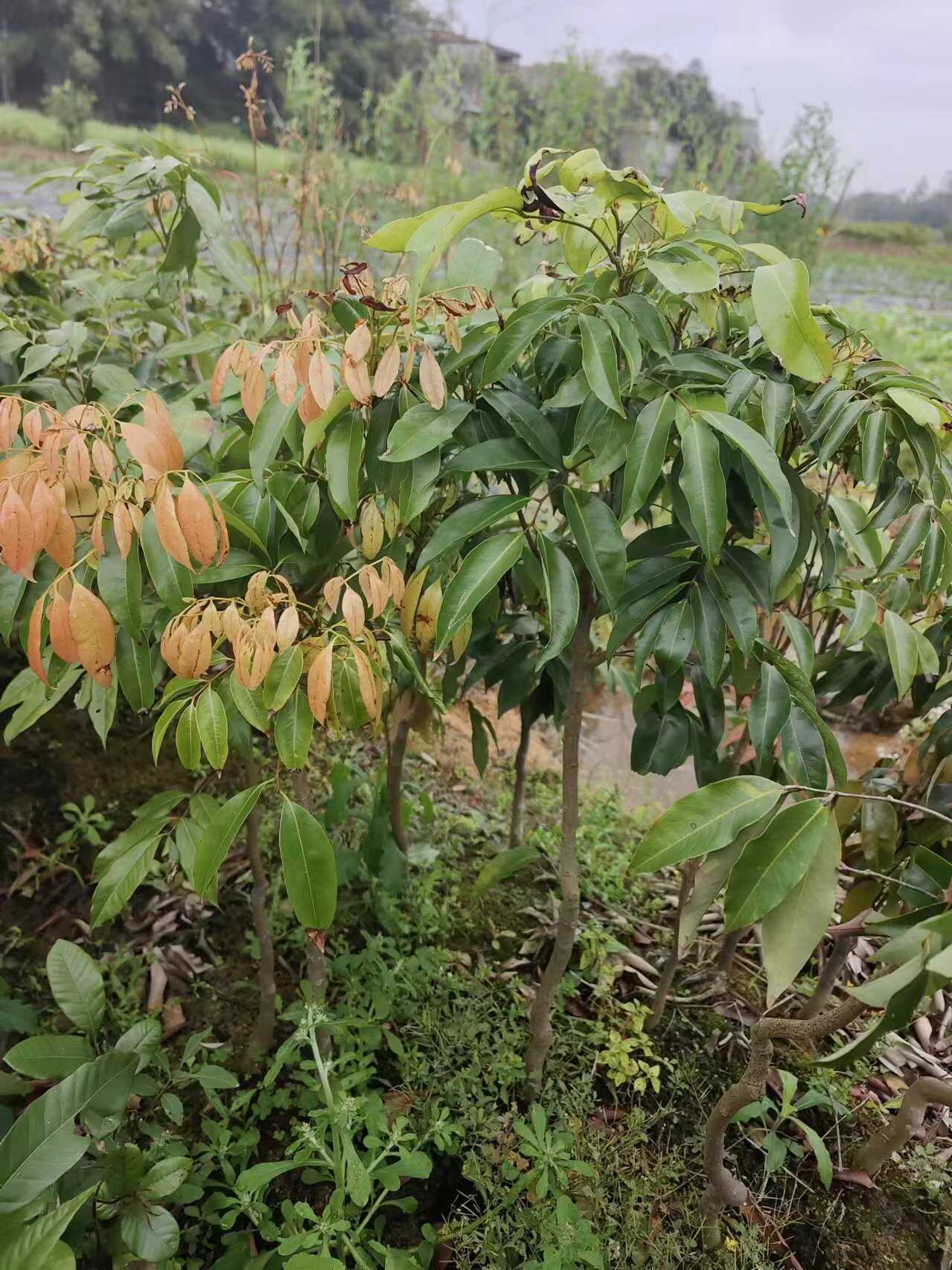 桂味嫁接荔枝果苗