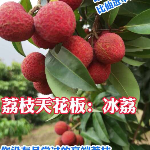 广州东莞/增城原产+正综冰荔，肉厚核小，蜜香又清甜！2台报道