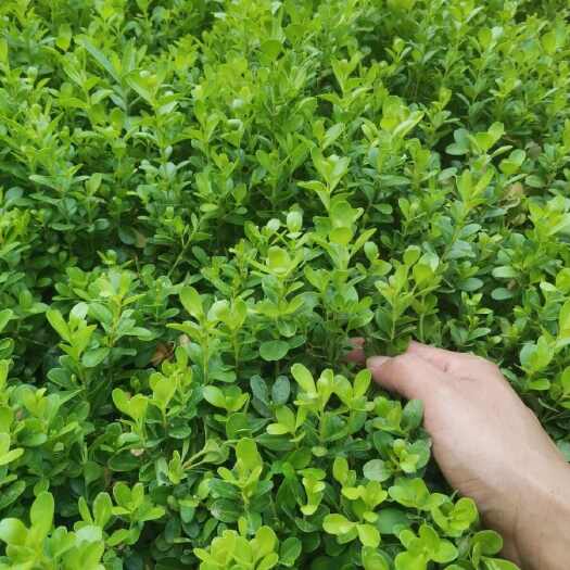 沭阳县瓜子黄杨苗小叶黄杨苗冬青苗庭院绿化篱笆红叶石楠苗大叶黄杨树苗