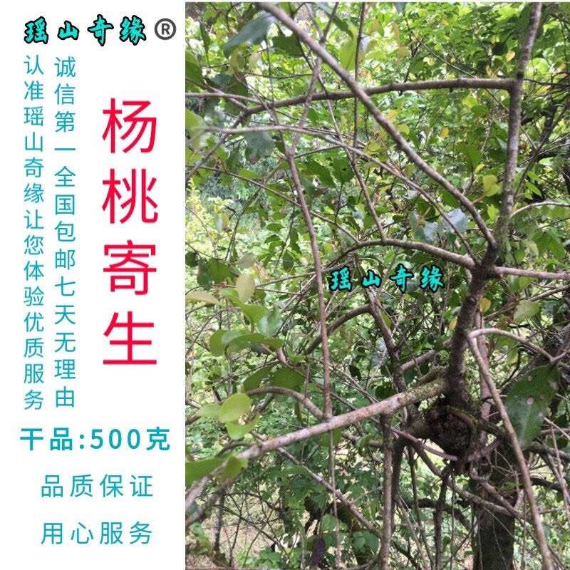 杨桃树寄生干品500克包邮酸杨桃树寄生洋桃寄生五敛子寄生