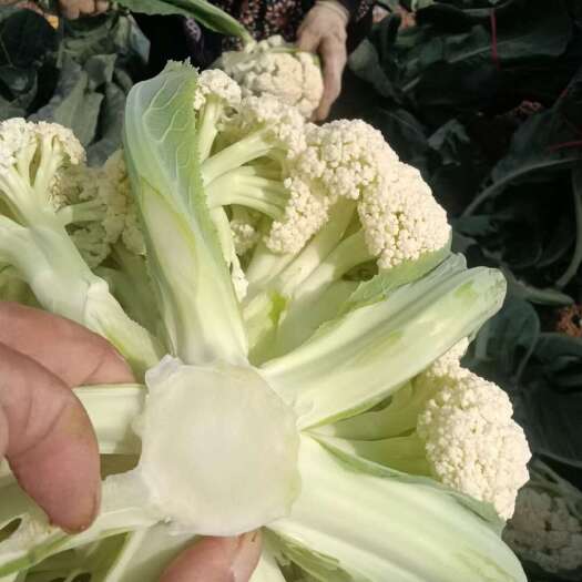 沽源县精品散花， 无根净菜，质量保证