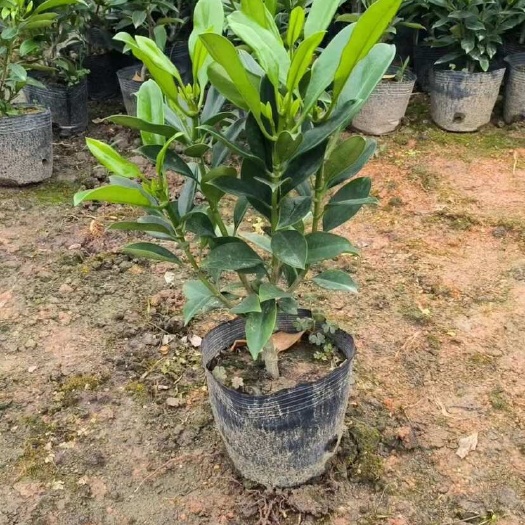 非洲茉莉7斤袋10斤袋