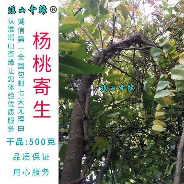 杨桃树寄生干品500克包邮酸杨桃树寄生洋桃寄生五敛子寄生