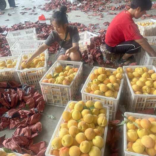夏邑县金凤黄桃