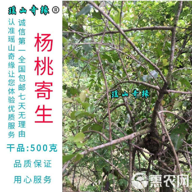 杨桃树寄生干品500克包邮酸杨桃树寄生洋桃寄生五敛子寄生