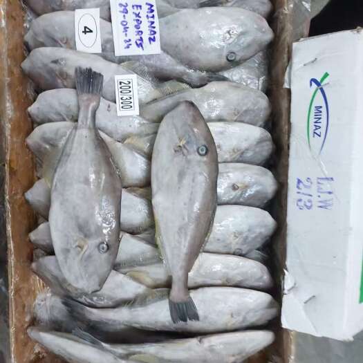 沈阳马面鱼