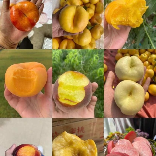 蒙阴县黄金蜜桃