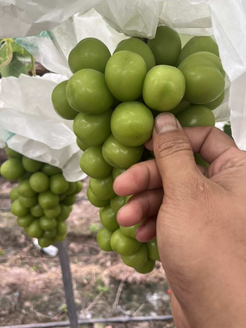 西昌阳光玫瑰葡萄