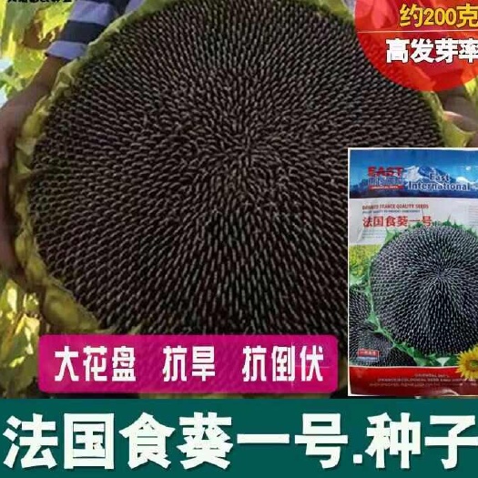 邵东市食用大型向日葵种子
瓜子种大颗粒型食用向日葵花籽簸箕大小