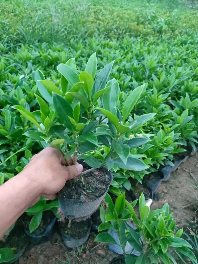 非洲茉莉7斤袋10斤袋