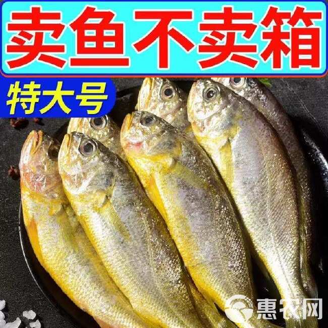 冷冻小黄花鱼新鲜黄鱼海捕黄花鱼海鲜水产整箱批发有保护冰