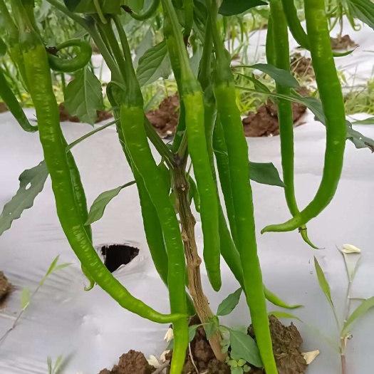 芦山县辣椒 二荆条