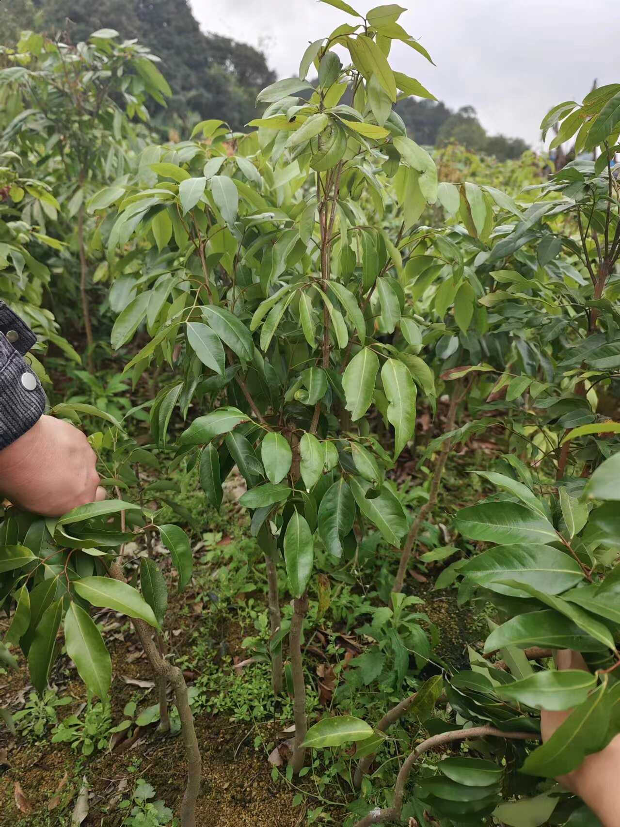 桂味嫁接荔枝果苗