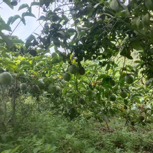  紫香百香果