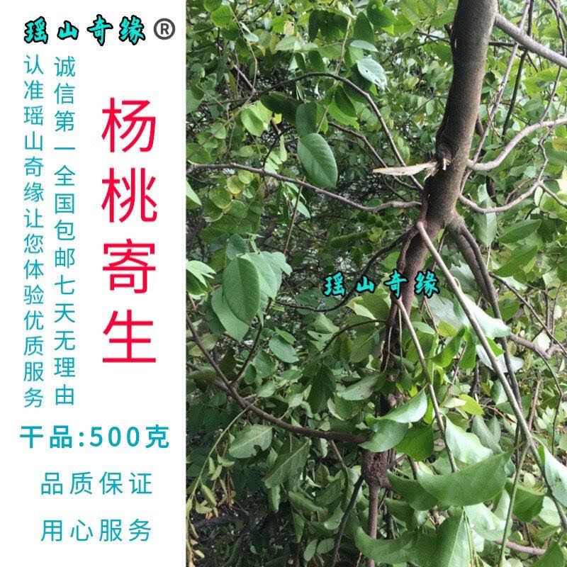 杨桃树寄生干品500克包邮酸杨桃树寄生洋桃寄生五敛子寄生