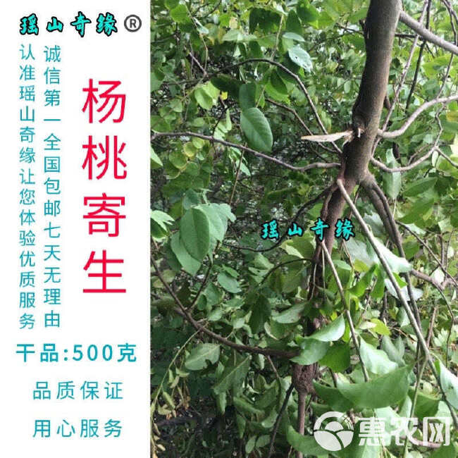 杨桃树寄生干品500克包邮酸杨桃树寄生洋桃寄生五敛子寄生