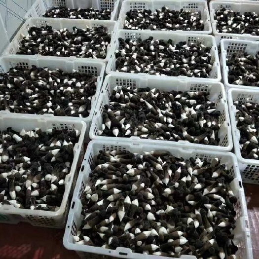 江华县大量黑皮鸡枞菌