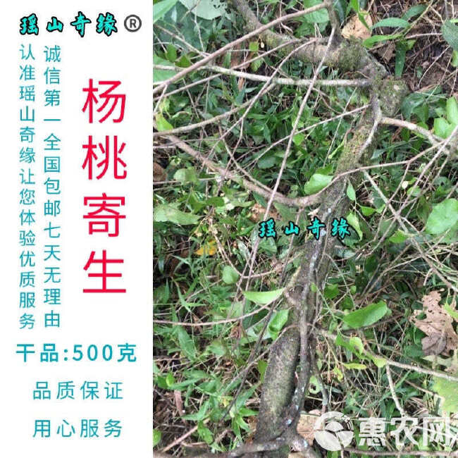 杨桃树寄生干品500克包邮酸杨桃树寄生洋桃寄生五敛子寄生