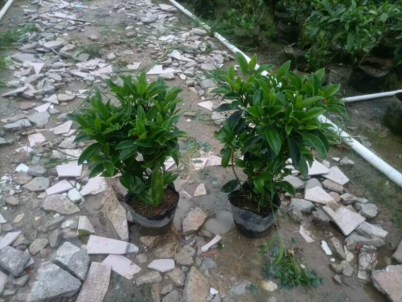 非洲茉莉7斤袋10斤袋