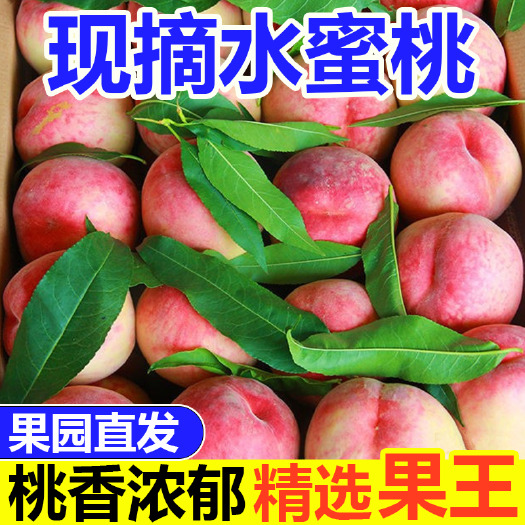 富平县新鲜桃子水蜜桃毛桃应季水果现摘脆桃脆甜蜜桃整箱批发