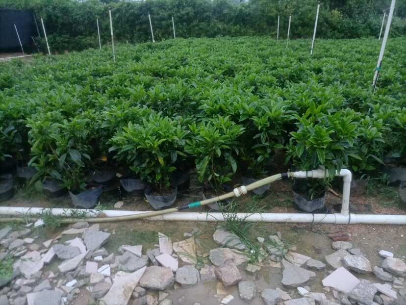 非洲茉莉7斤袋10斤袋