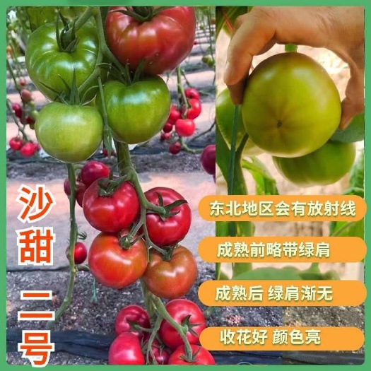 寿光市口感大粉西红柿苗子，沙甜二号西红柿苗子，沙甜软糯。