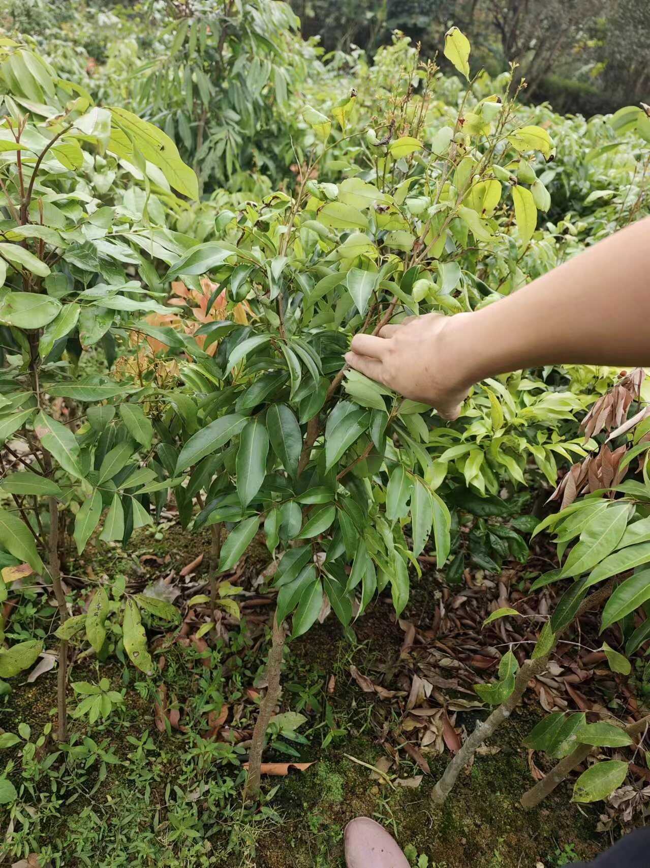 桂味嫁接荔枝果苗
