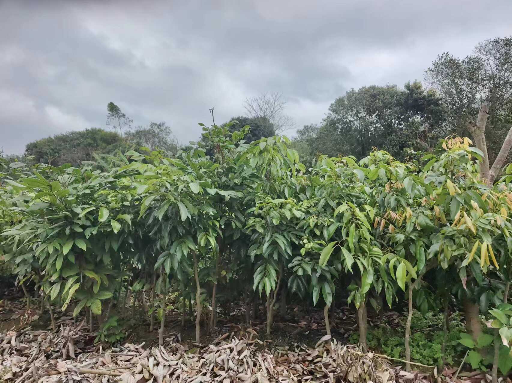 桂味嫁接荔枝果苗