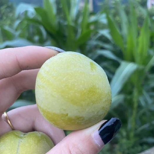 永善县蜂糖李批发零售