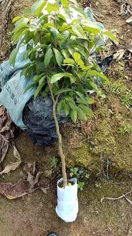 灵山县桂味嫁接荔枝果苗