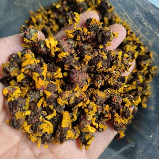 亳州昆仑雪菊正品新疆昆仑山特产非冰山花茶胎菊天山血菊茶天山雪