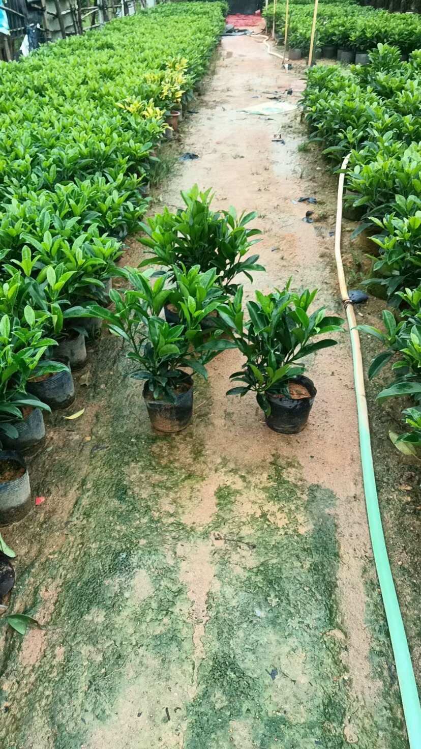 非洲茉莉7斤袋10斤袋