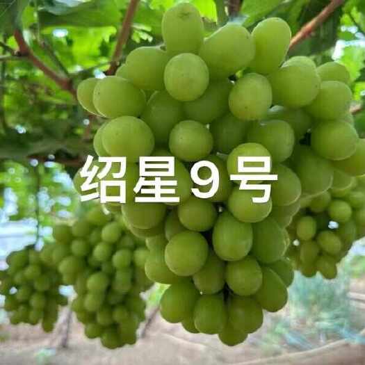 卢龙县绍兴九号