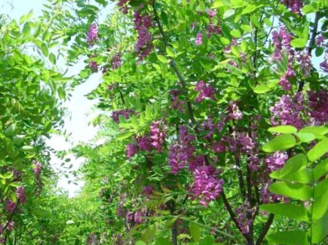 香花槐 陕西香花槐 红花 黄花 各种规格直径2-15厘米以上