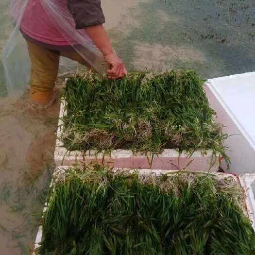 中山市苦草