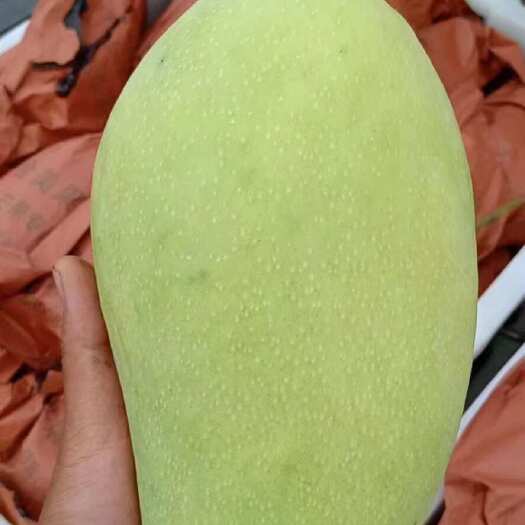 泸西县大芒果  现在有大量囤货