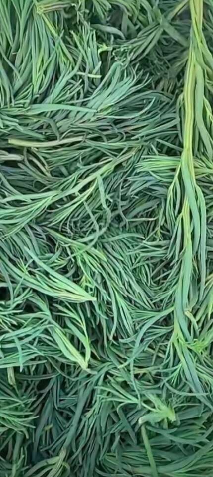 无棣县黄须菜刚上市，有要的老板可联系