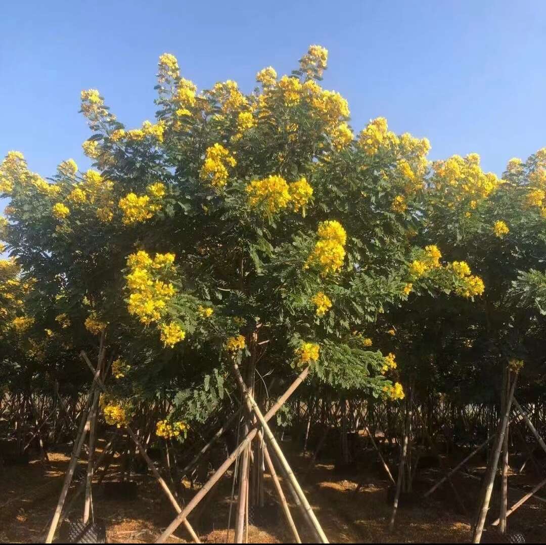 香花槐 陕西香花槐 红花 黄花 各种规格直径2-15厘米以上