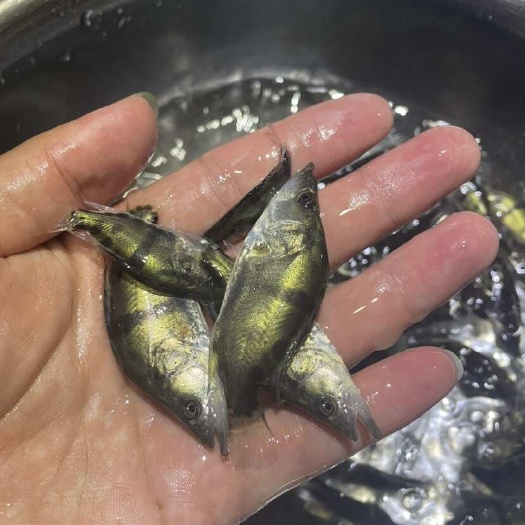 翘嘴鳜鱼苗/斑鳜鱼苗/桂鱼苗/桂花鱼苗/黑桂鱼苗/饲料鳜鱼苗