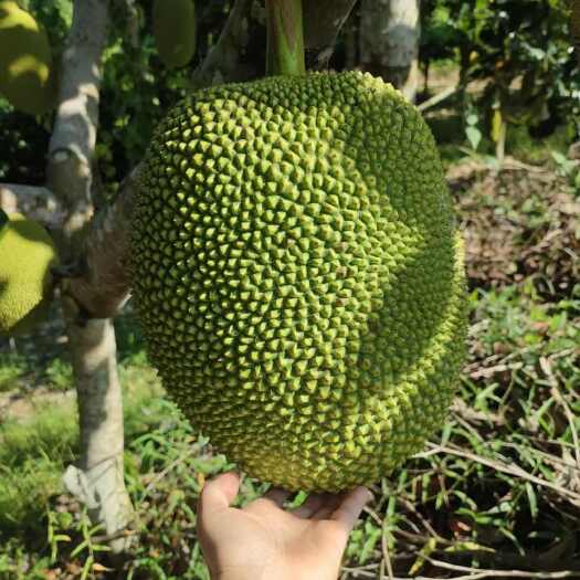 万宁市菠萝蜜红肉菠萝蜜黄肉一件代发，长期有货稳定包邮包售后！